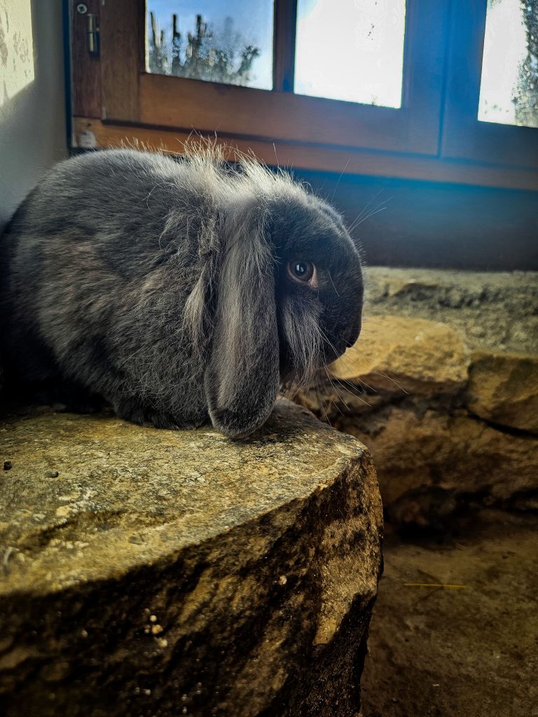 Bagheera, lapin rescapé à l'Arche de Ringo, refuge pour animaux dans les Hautes-Pyrénées.