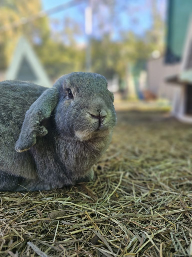Baloo, lapin rescapé à l'Arche de Ringo, refuge pour animaux dans les Hautes-Pyrénées.