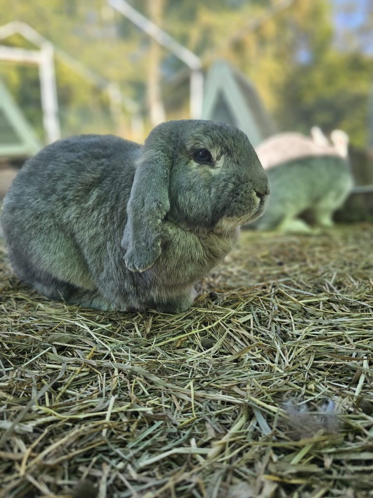 Baloo, lapin rescapé à l'Arche de Ringo, refuge pour animaux dans les Hautes-Pyrénées.
