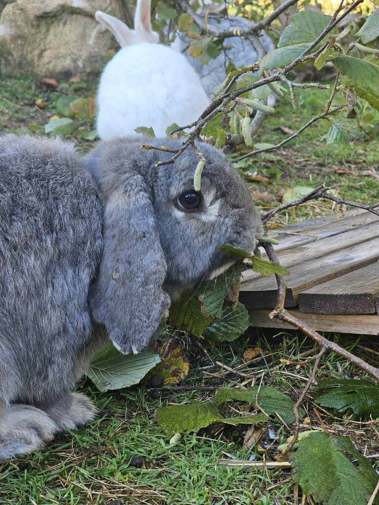 Baloo, lapin rescapé à l'Arche de Ringo, refuge pour animaux dans les Hautes-Pyrénées.