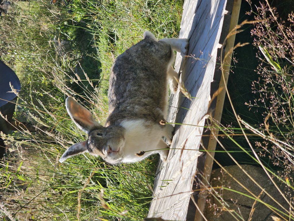 Bobby, lapin rescapé à l'Arche de Ringo, refuge pour animaux dans les Hautes-Pyrénées.