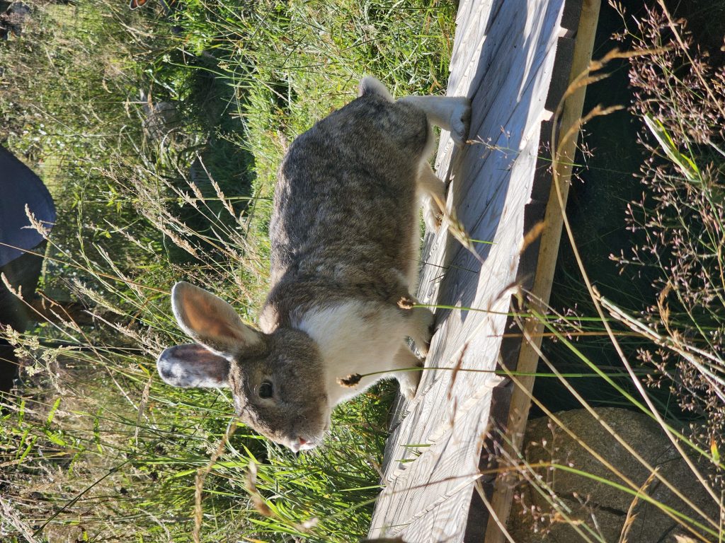 Bobby, lapin rescapé à l'Arche de Ringo, refuge pour animaux dans les Hautes-Pyrénées.