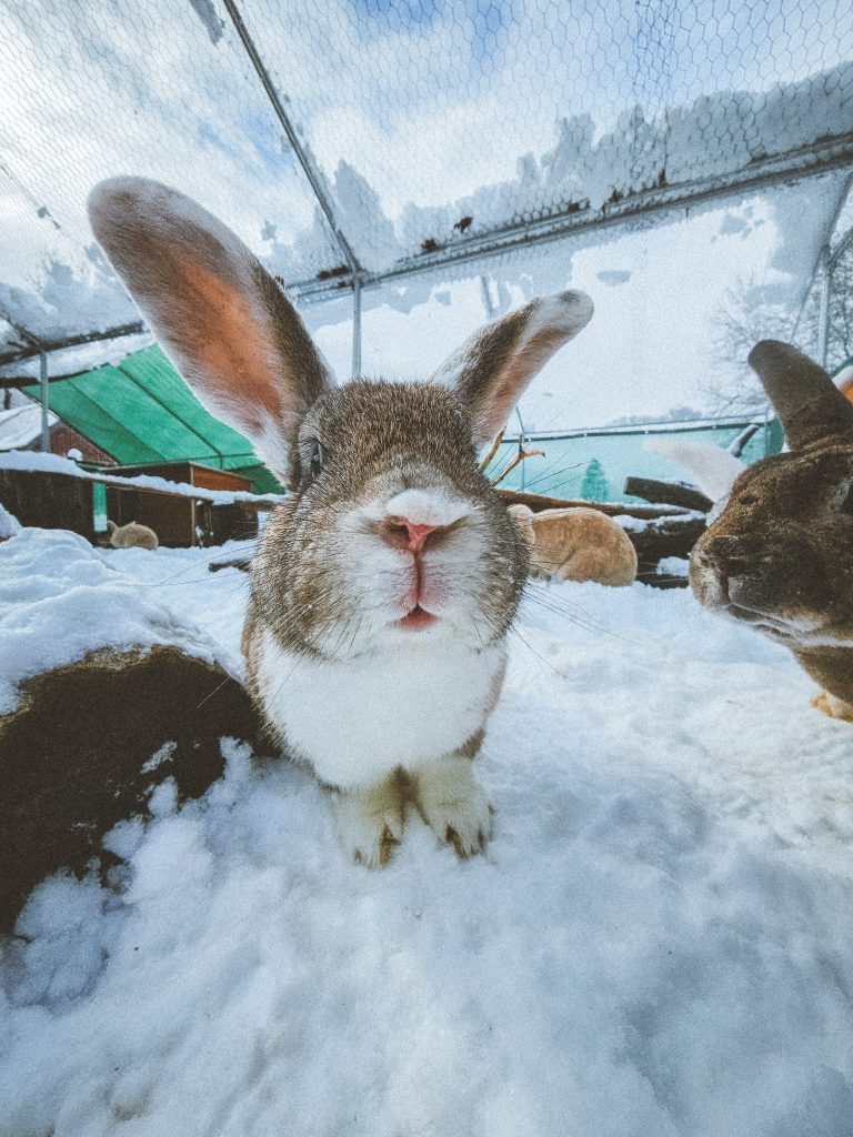 Bobby, lapin rescapé à l'Arche de Ringo, refuge pour animaux dans les Hautes-Pyrénées.