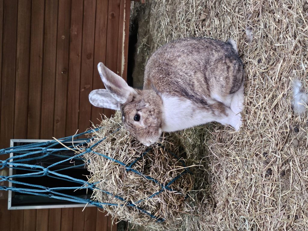 Bobby, lapin rescapé à l'Arche de Ringo, refuge pour animaux dans les Hautes-Pyrénées.