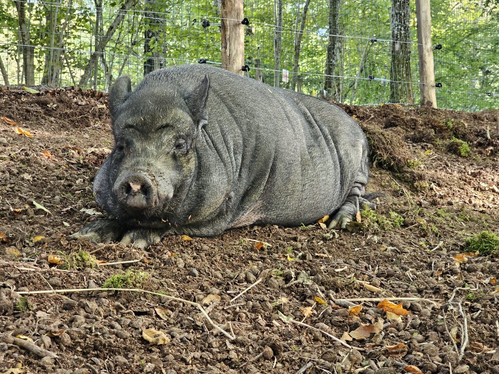 Charlène, cochon nain rescapée à l'Arche de Ringo, refuge pour animaux dans les Hautes-Pyrénées.