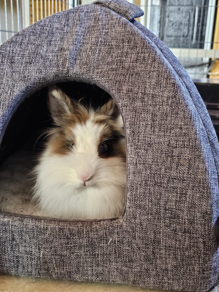 Cléo, lapine rescapée à l'Arche de Ringo, refuge pour animaux dans les Hautes-Pyrénées.
