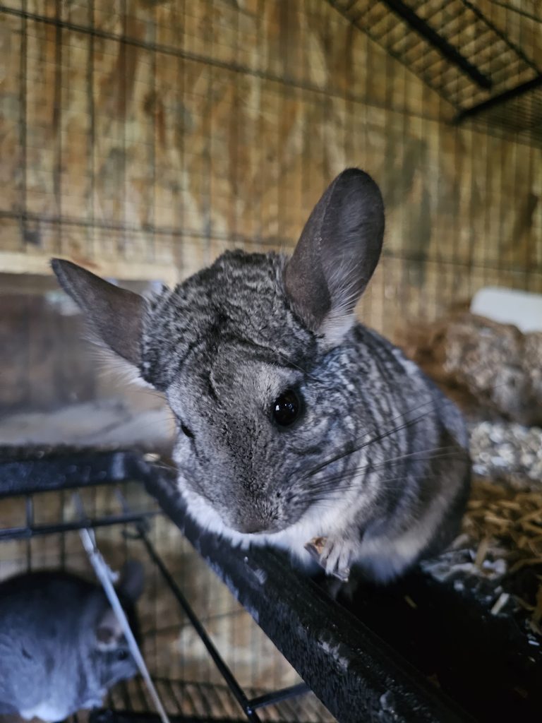 Dinah, Chinchilla rescapée à l'Arche de Ringo, refuge pour animaux dans les Hautes-Pyrénées.