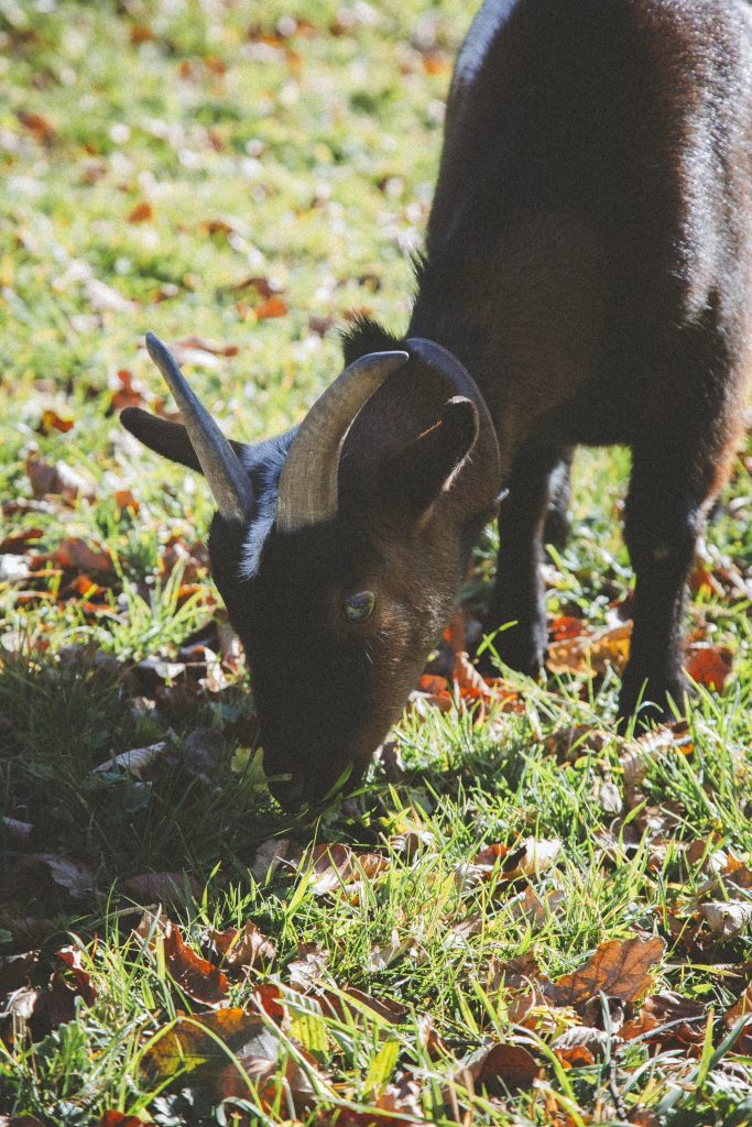 Eaton, rescapé à l'Arche de Ringo, refuge pour animaux dans les Hautes-Pyrénées.