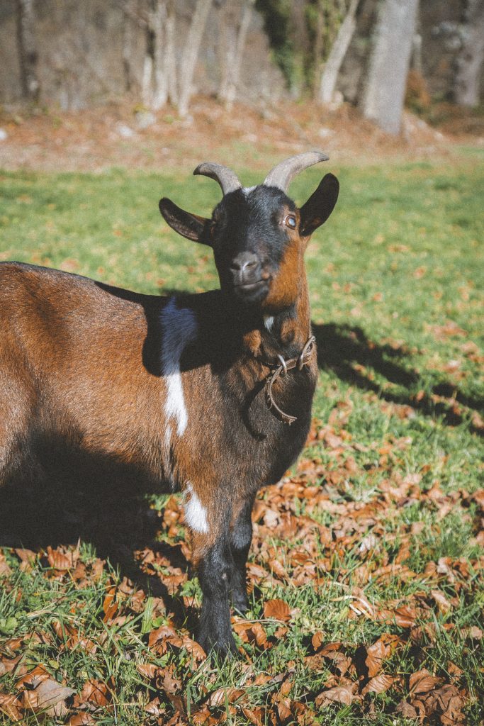 Eaton, rescapé à l'Arche de Ringo, refuge pour animaux dans les Hautes-Pyrénées.