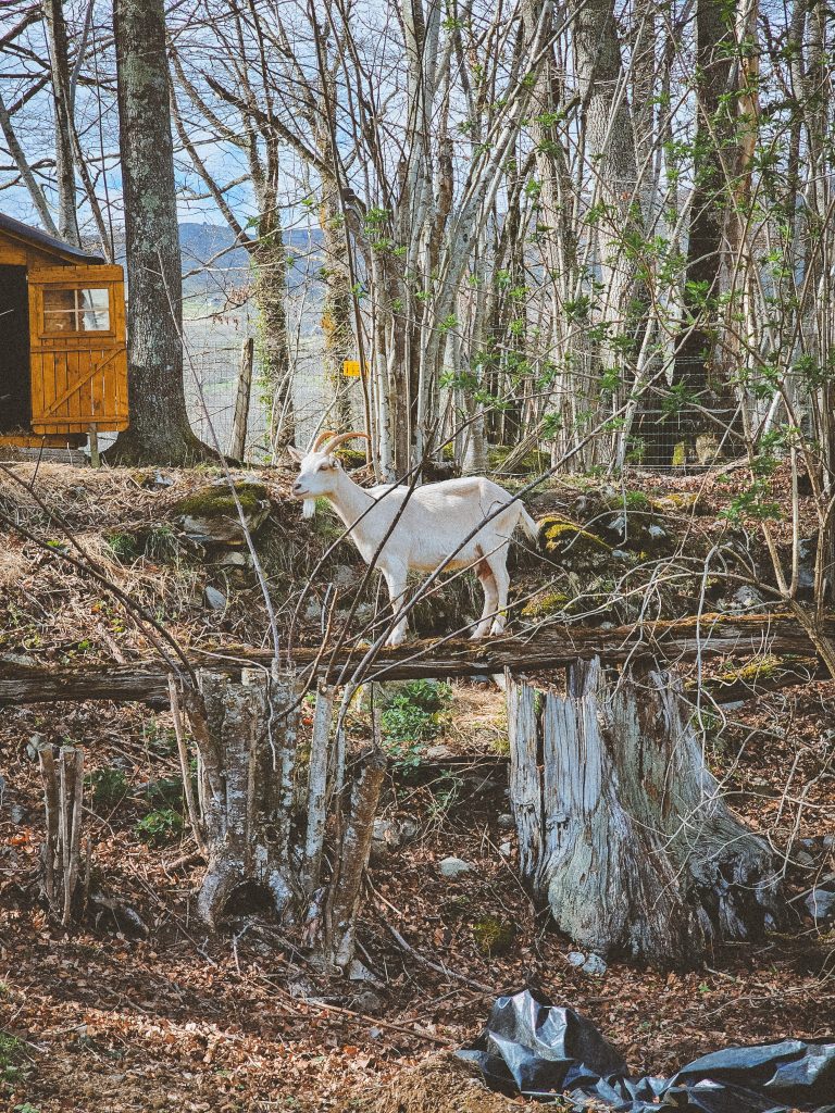 Elsa, chèvre rescapée à l'Arche de Ringo, refuge pour animaux dans les Hautes-Pyrénées.