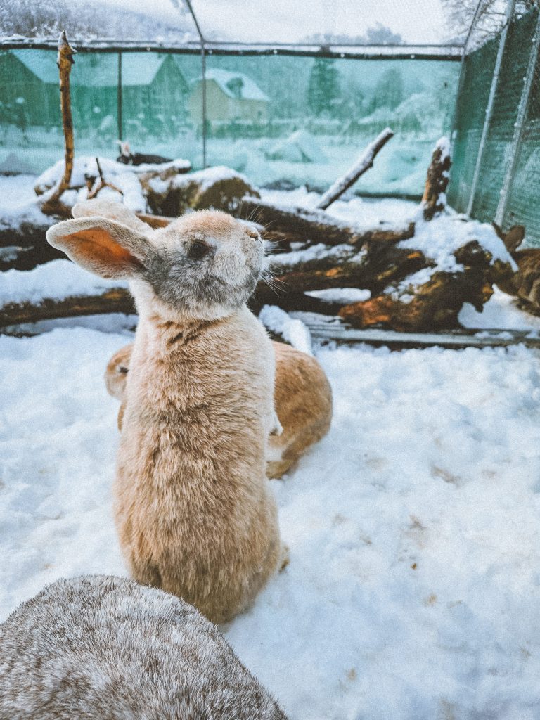 Féline, lapine rescapée à l'Arche de Ringo, refuge pour animaux dans les Hautes-Pyrénées.