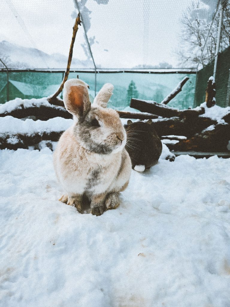 Féline, lapine rescapée à l'Arche de Ringo, refuge pour animaux dans les Hautes-Pyrénées.