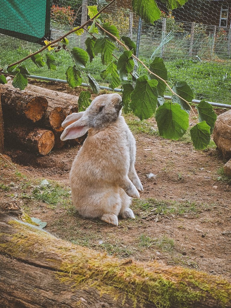 Féline, lapine rescapée à l'Arche de Ringo, refuge pour animaux dans les Hautes-Pyrénées.