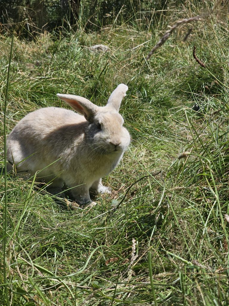 Féline, lapine rescapée à l'Arche de Ringo, refuge pour animaux dans les Hautes-Pyrénées.
