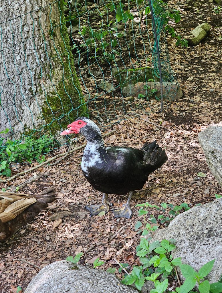Gontran, canard rescapé à l'Arche de Ringo, refuge pour animaux dans les Hautes-Pyrénées.