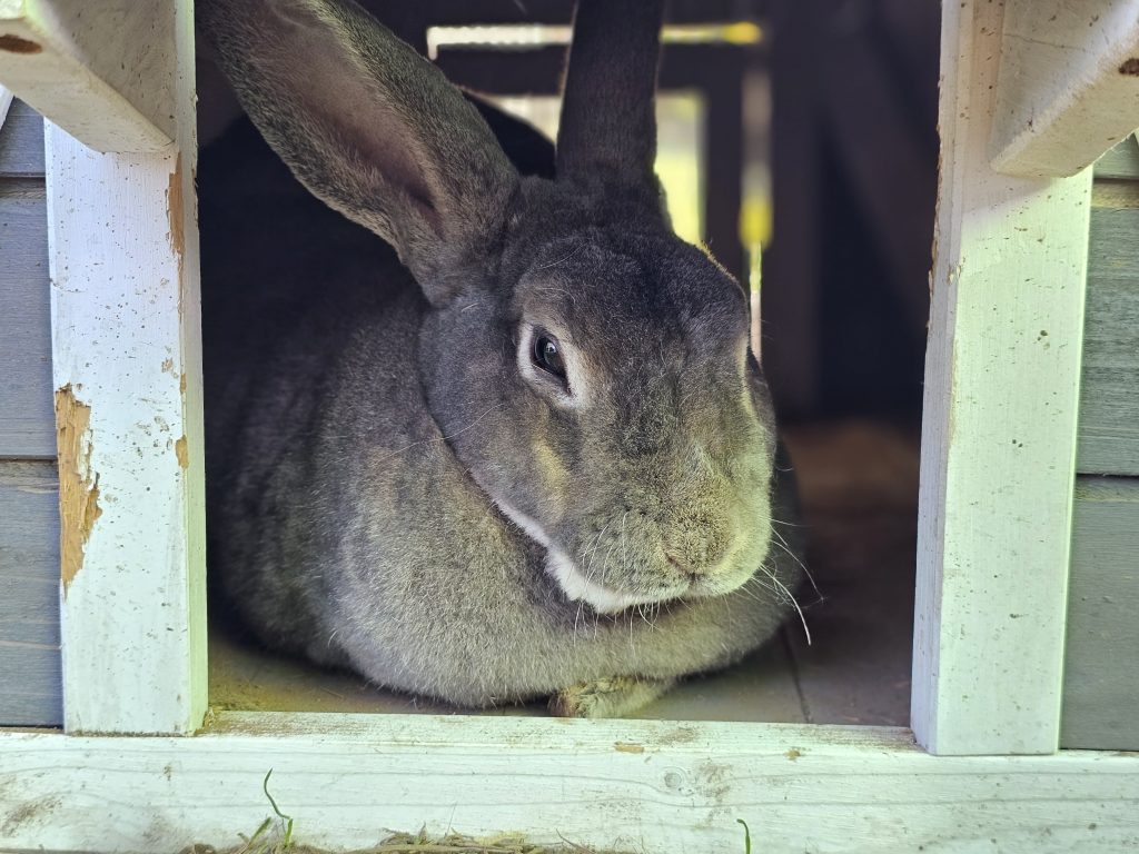 Jack, lapin rescapé à l'Arche de Ringo, refuge pour animaux dans les Hautes-Pyrénées.
