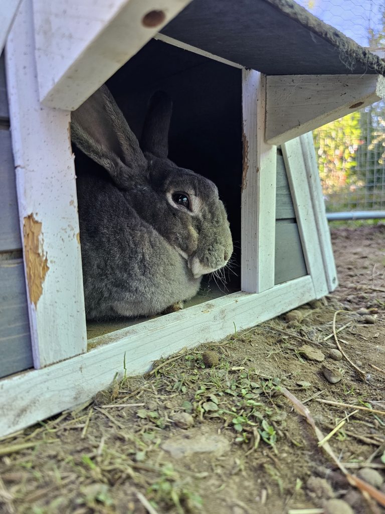 Jack, lapin rescapé à l'Arche de Ringo, refuge pour animaux dans les Hautes-Pyrénées.