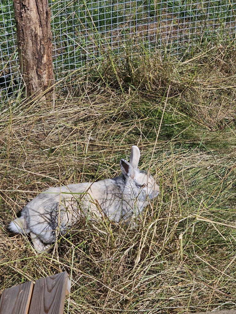 Loopy, lapine rescapée à l'Arche de Ringo, refuge pour animaux dans les Hautes-Pyrénées.