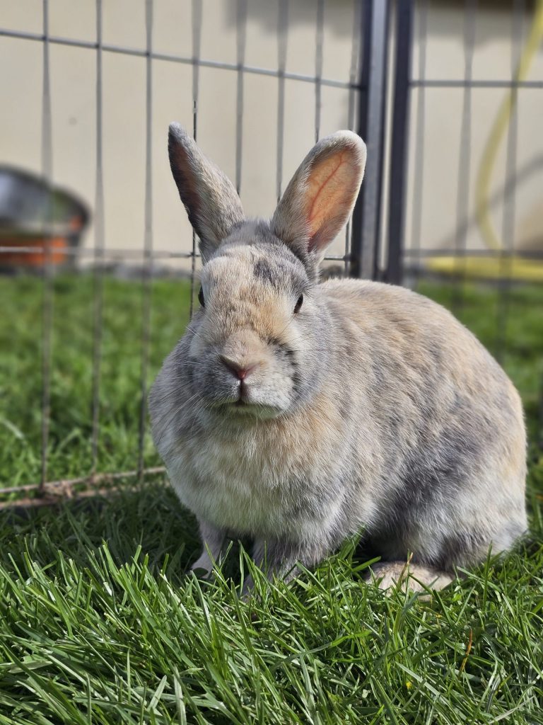 Loopy, lapine rescapée à l'Arche de Ringo, refuge pour animaux dans les Hautes-Pyrénées.