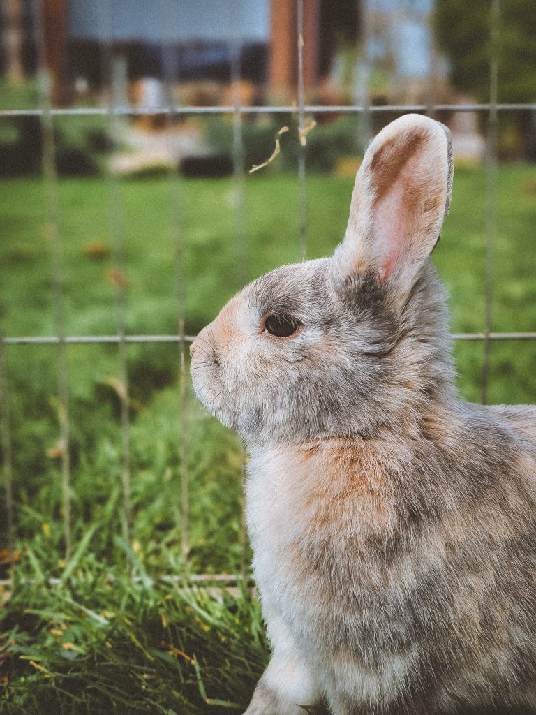 Loopy, lapine rescapée à l'Arche de Ringo, refuge pour animaux dans les Hautes-Pyrénées.