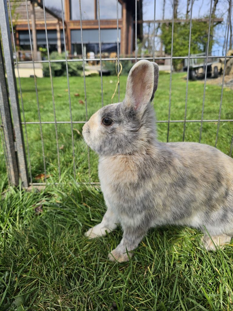 Loopy, lapine rescapée à l'Arche de Ringo, refuge pour animaux dans les Hautes-Pyrénées.