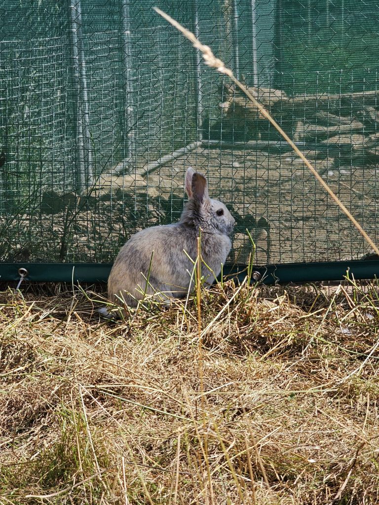 Loopy, lapine rescapée à l'Arche de Ringo, refuge pour animaux dans les Hautes-Pyrénées.