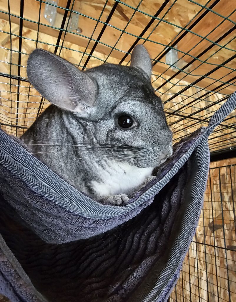 Meiko, Chinchilla rescapé à l'Arche de Ringo, refuge pour animaux dans les Hautes-Pyrénées.