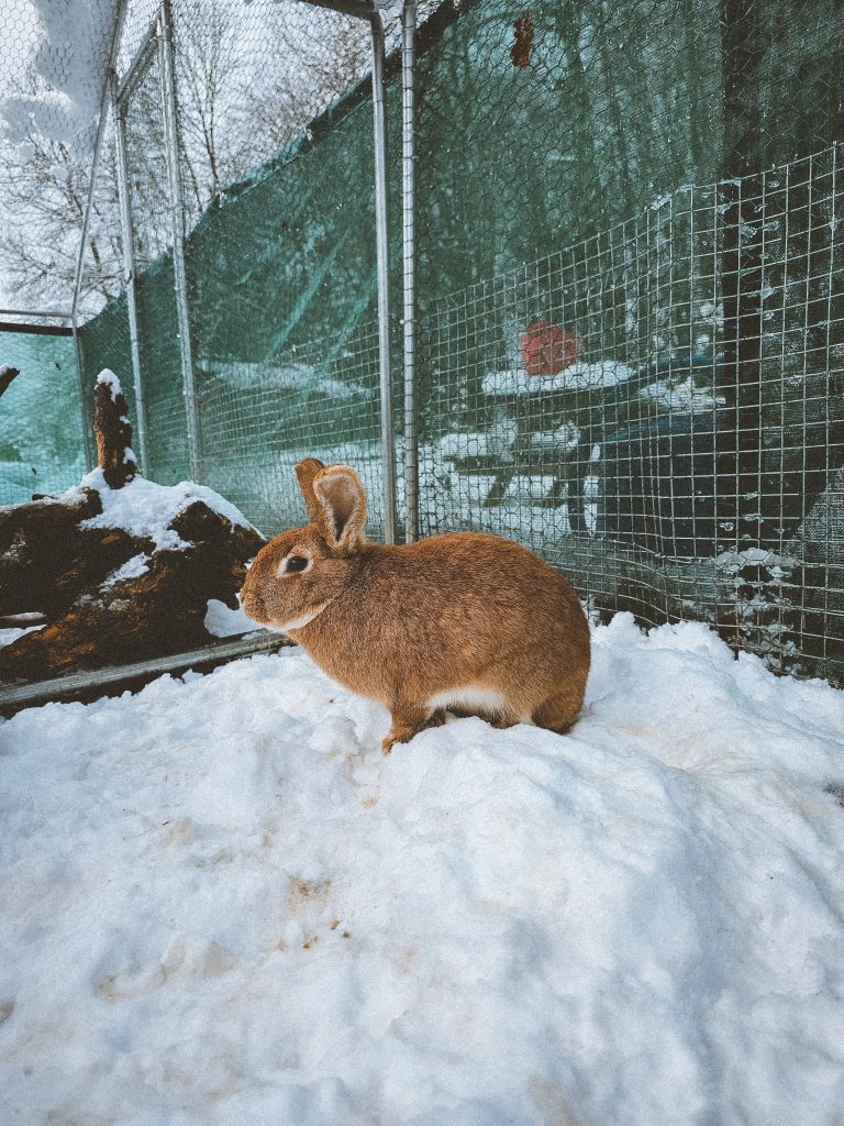 Miss Bunny, lapine rescapée à l'Arche de Ringo, refuge pour animaux dans les Hautes-Pyrénées.