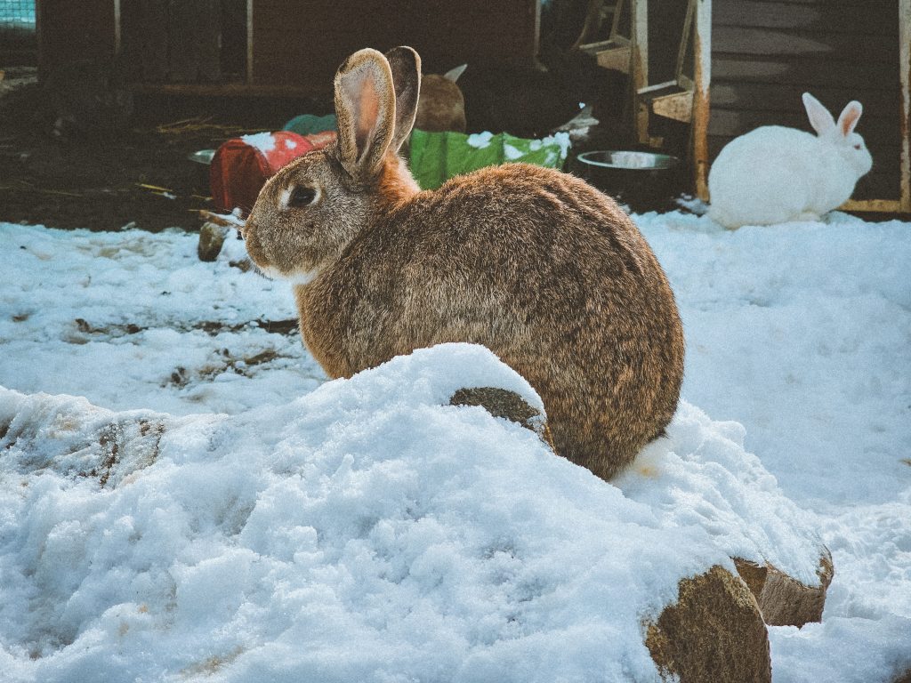 Miss Bunny, lapine rescapée à l'Arche de Ringo, refuge pour animaux dans les Hautes-Pyrénées.