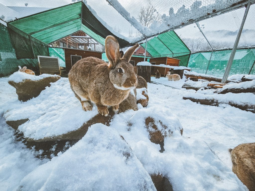 Miss Bunny, lapine rescapée à l'Arche de Ringo, refuge pour animaux dans les Hautes-Pyrénées.