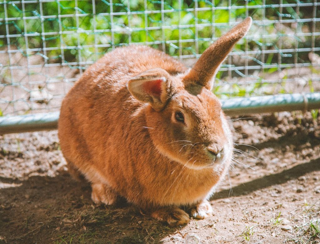 Miss Bunny, lapine rescapée à l'Arche de Ringo, refuge pour animaux dans les Hautes-Pyrénées.