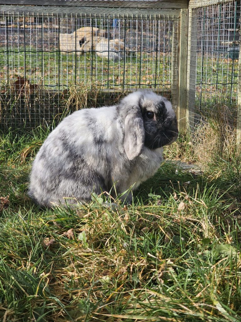 Plumette, lapine rescapée à l'Arche de Ringo, refuge pour animaux dans les Hautes-Pyrénées.
