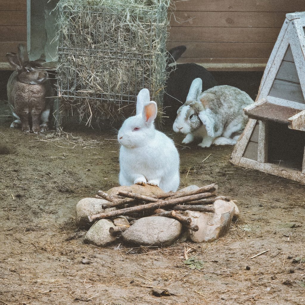 Roger Rabbit, lapin rescapé à l'Arche de Ringo, refuge pour animaux dans les Hautes-Pyrénées.