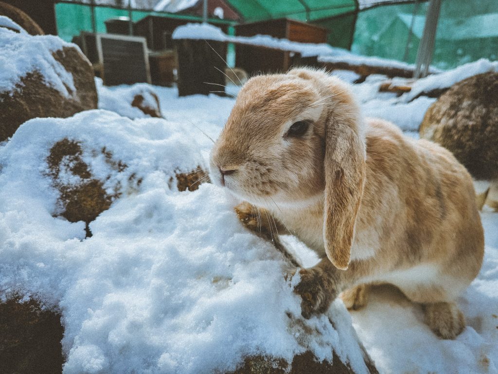 Tagalong, lapine rescapée à l'Arche de Ringo, refuge pour animaux dans les Hautes-Pyrénées.
