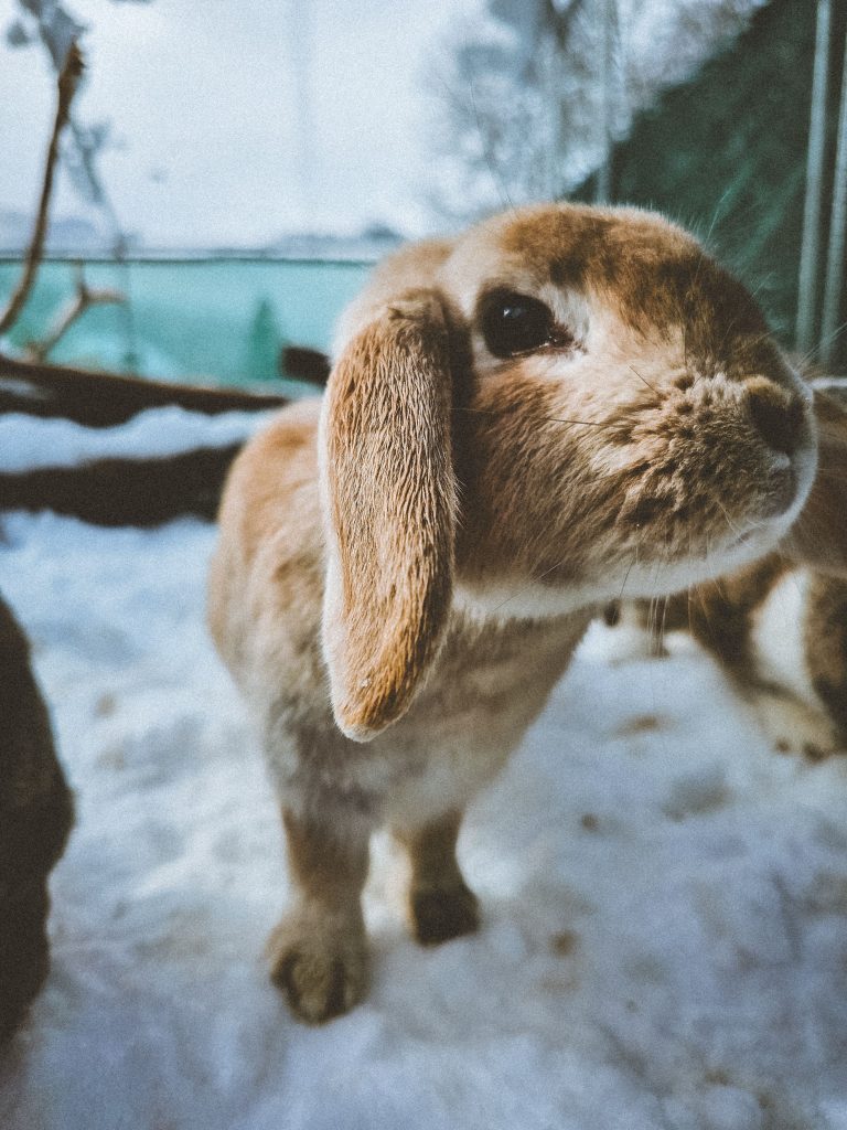 Tagalong, lapine rescapée à l'Arche de Ringo, refuge pour animaux dans les Hautes-Pyrénées.