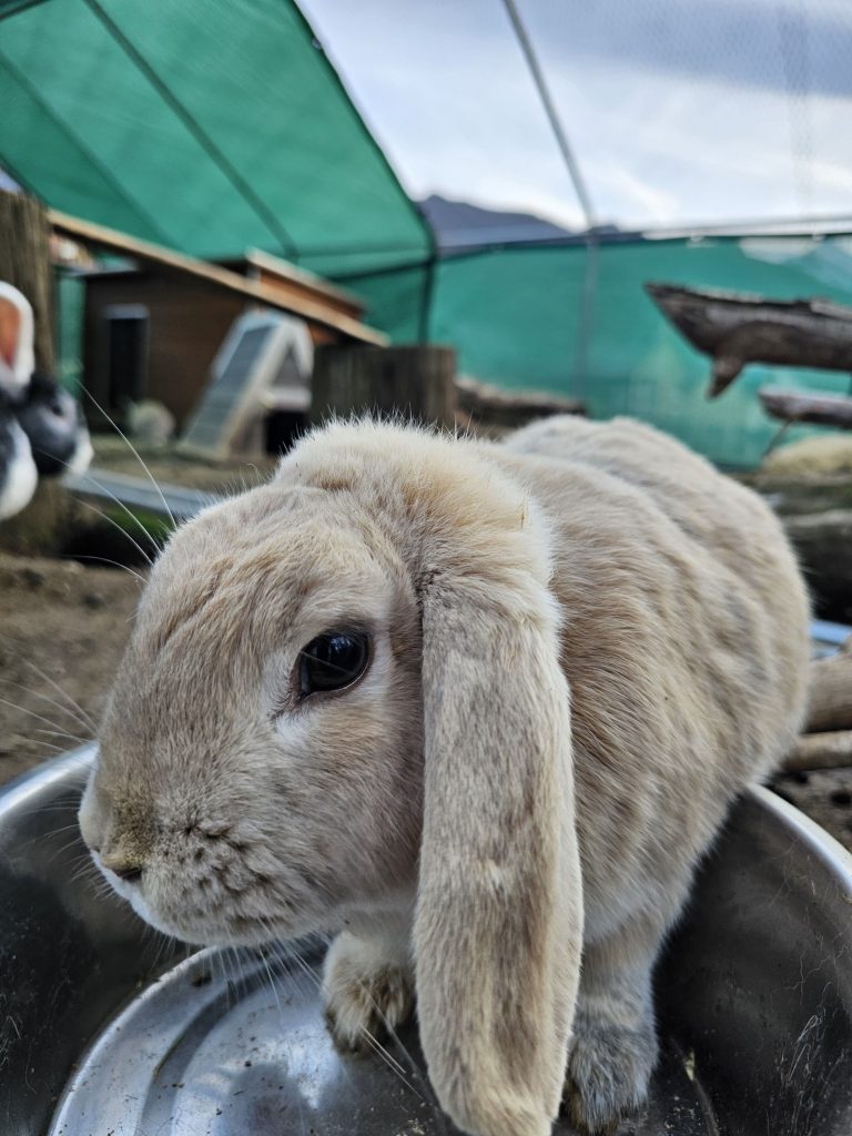 Tagalong, lapine rescapée à l'Arche de Ringo, refuge pour animaux dans les Hautes-Pyrénées.