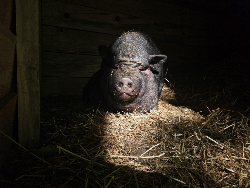 Tirelire cochon nain rescapé à l'arche de Ringo, refuge pour animaux dans les Hautes-Pyrénées