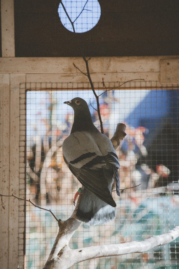 Wendy, Pigeon rescapée à l'Arche de Ringo, refuge pour animaux dans les Hautes-Pyrénées.