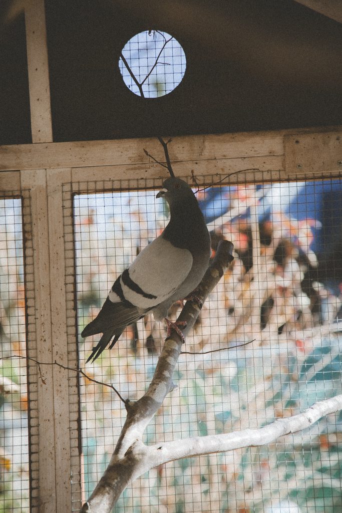 Zazu, Pigeon rescapée à l'Arche de Ringo, refuge pour animaux dans les Hautes-Pyrénées.